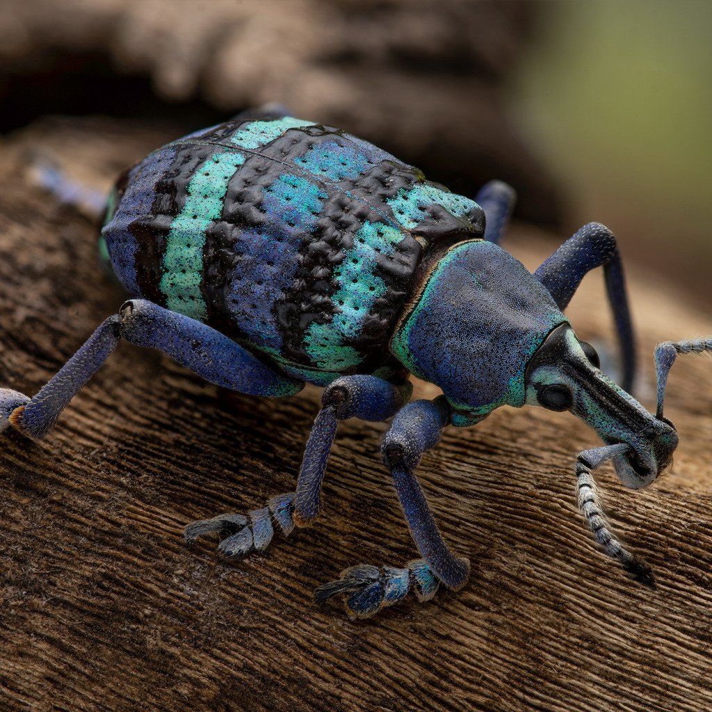 Тригонофурус Ротшильда насекомое