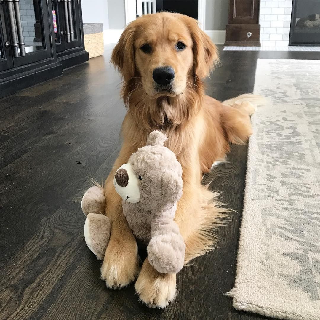 Золотистый ретривер Пинтерест