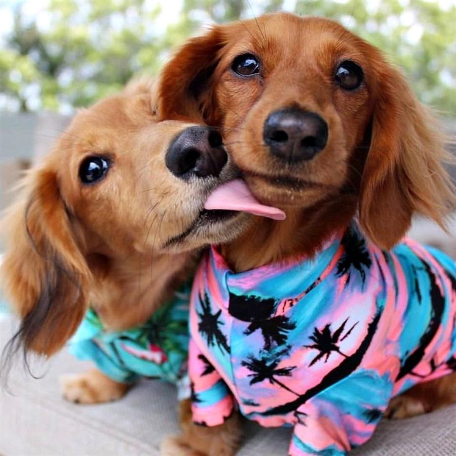 Красивая такса щенок