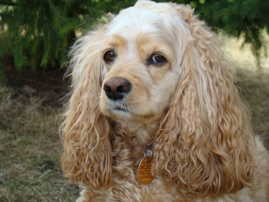 Американский кокер спани