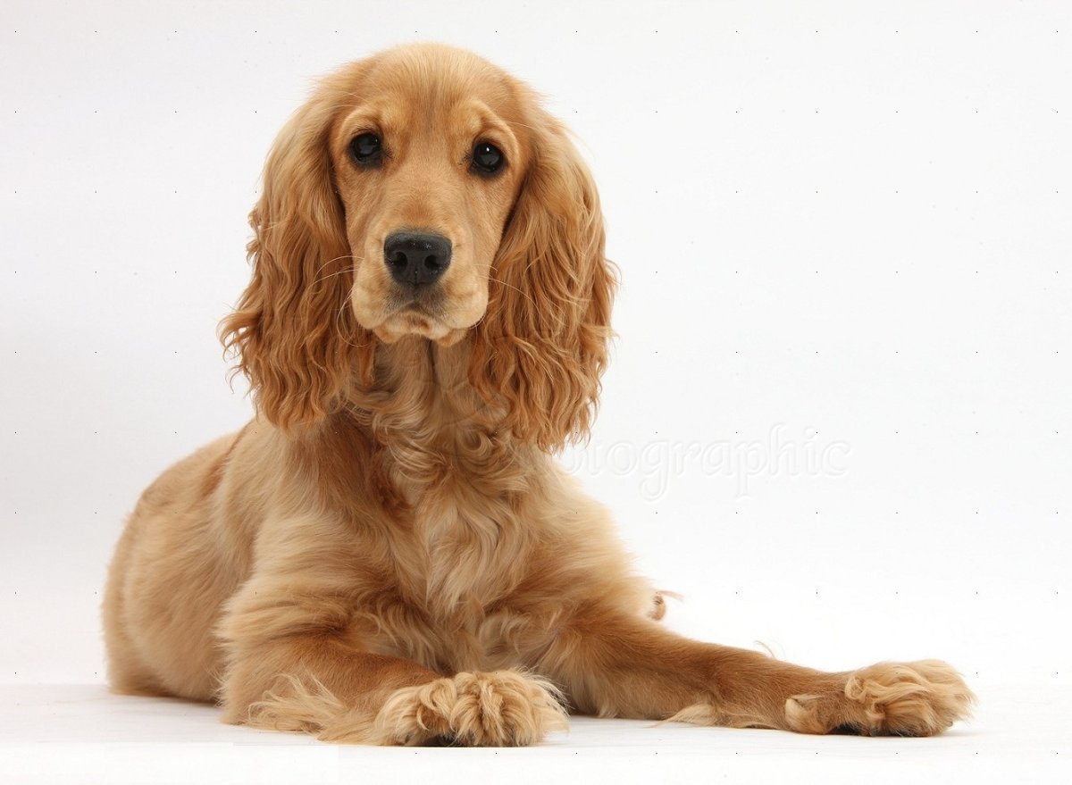 Спаниель собака