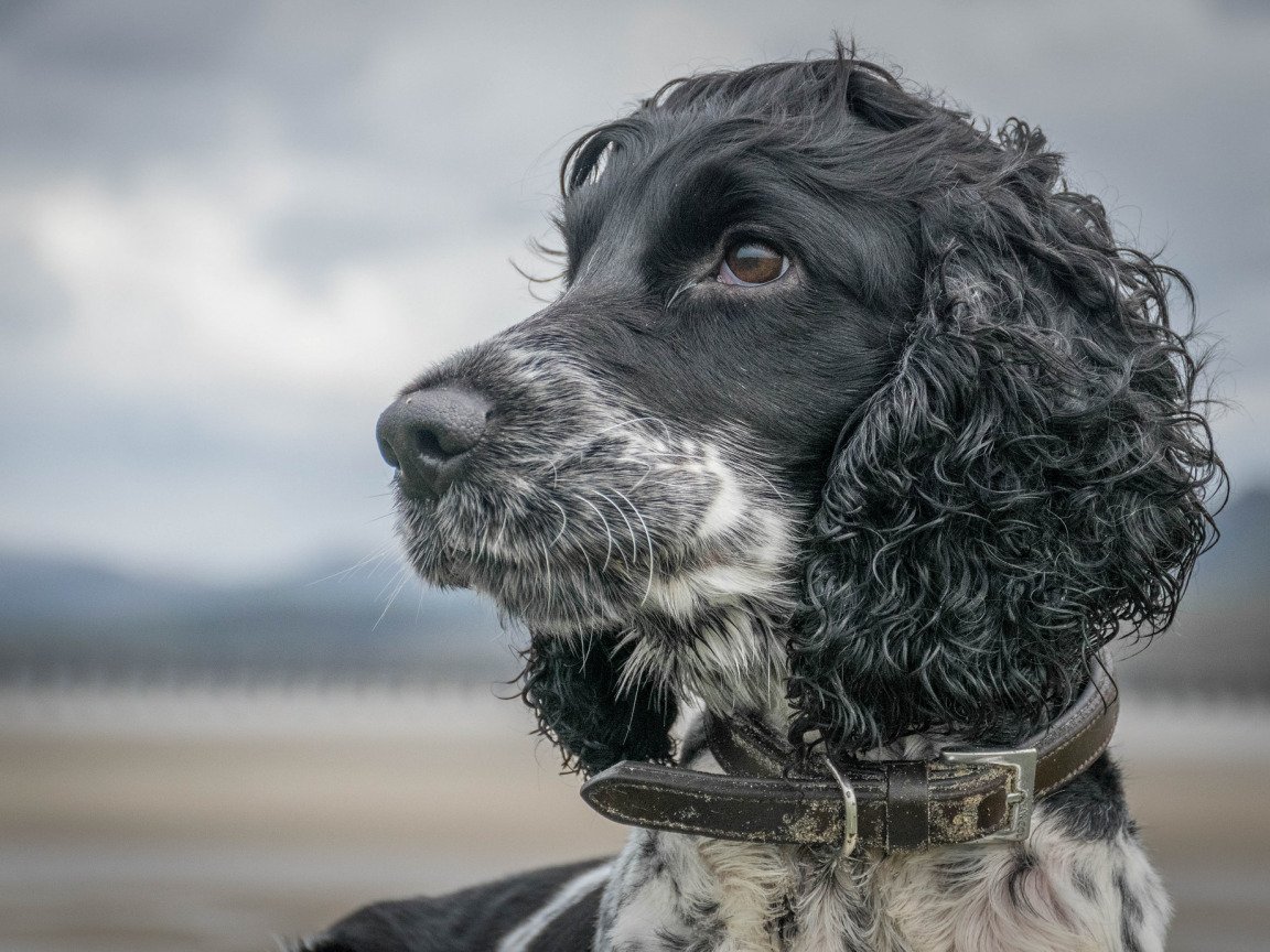 Кокер спаниель серый