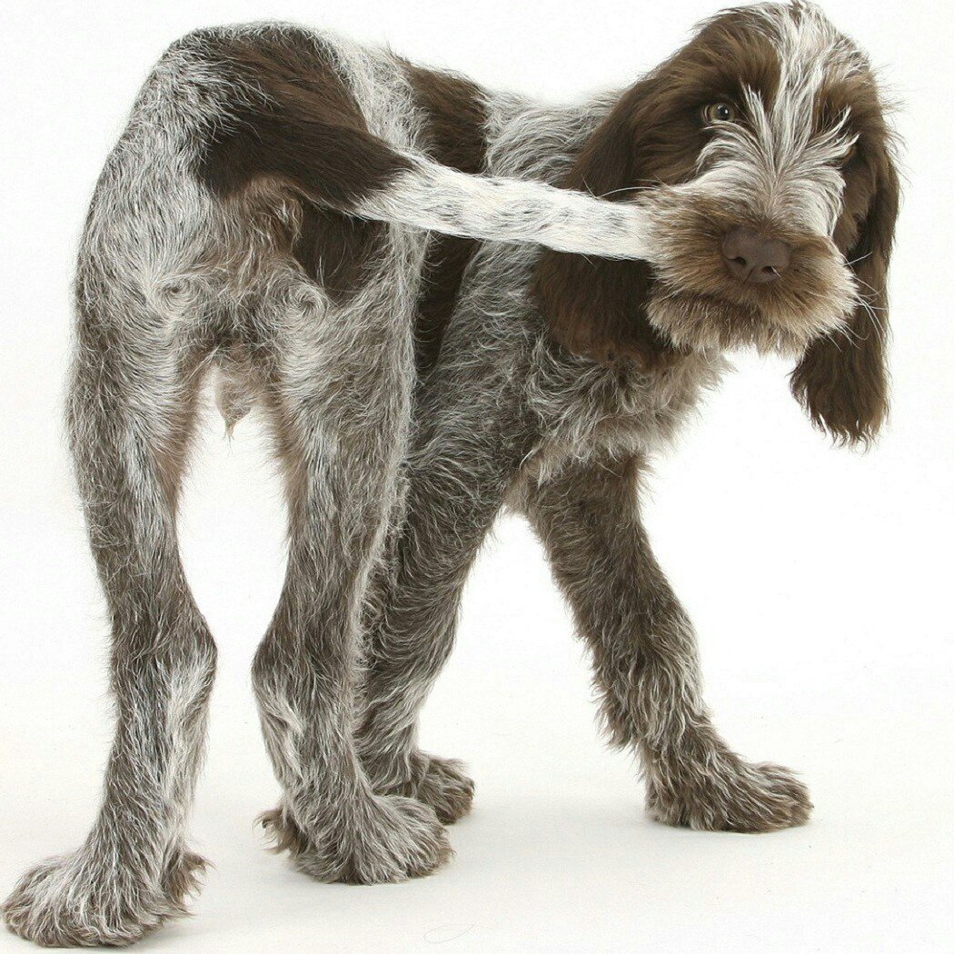 Дратхаар собака