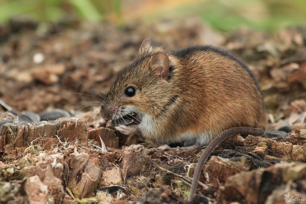 Летучая мышь обыкновенная ночница