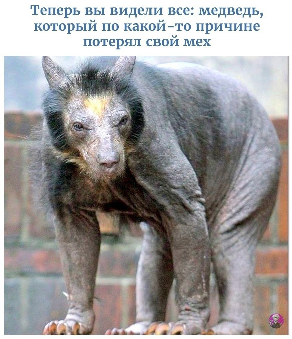Белый медведь без шерсти