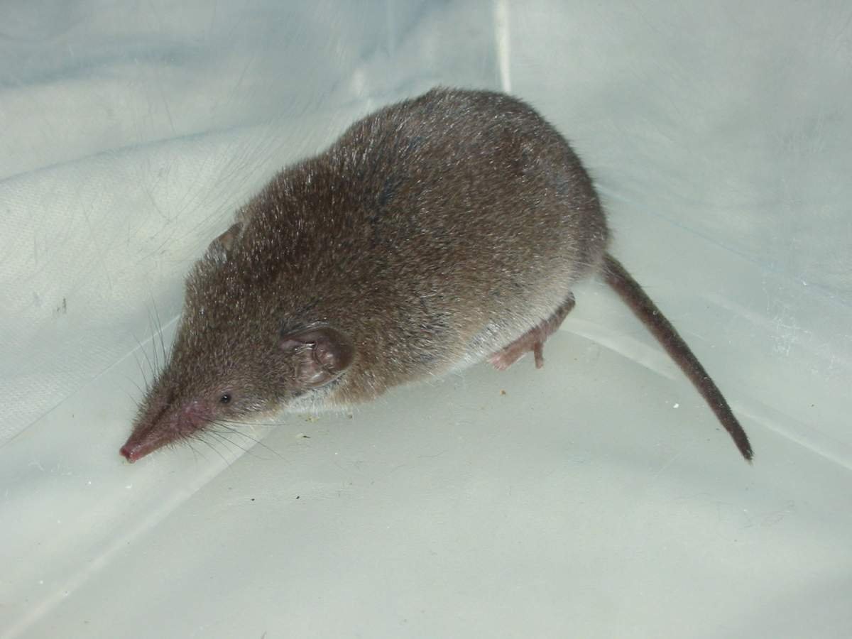 Бурозубка Радде