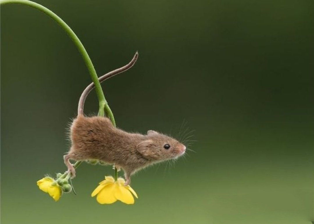 Желтогорлая Лесная мышь