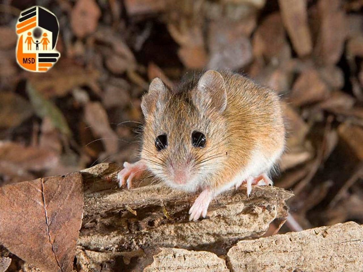 Мышь полевка и хомяки