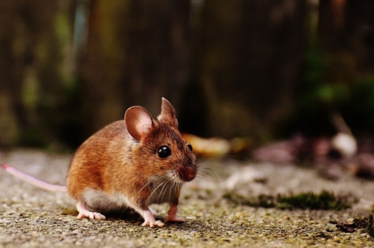 Скорпионовый хомячок