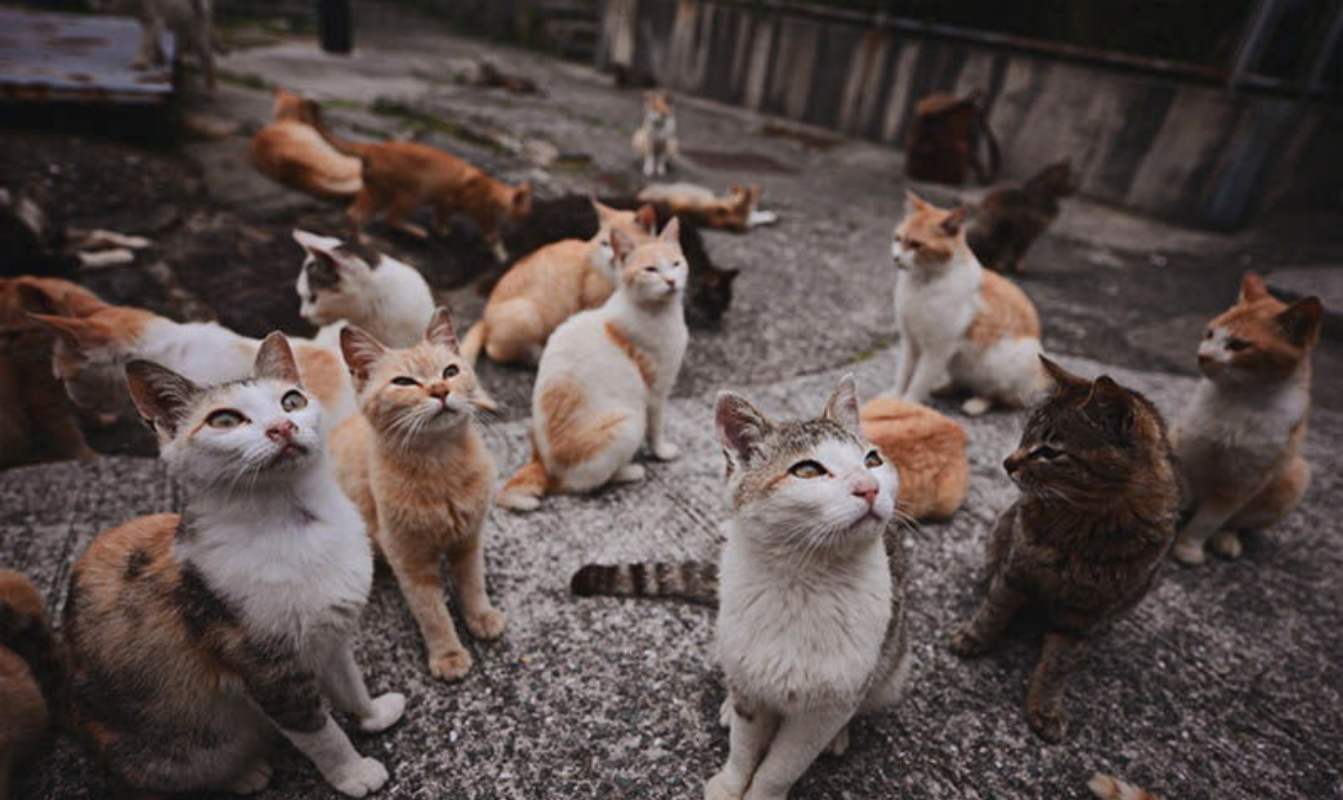 Остров кошек. Аосима и Тосиро. Кошачий остров Инадзума. Остров кошек в Японии. Тасиро храм.