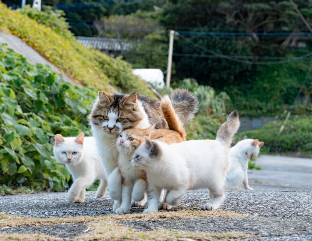В окружении животных. Тасиро остров кошек. Аошима остров кошек. Стая котов. Миллион кошек.