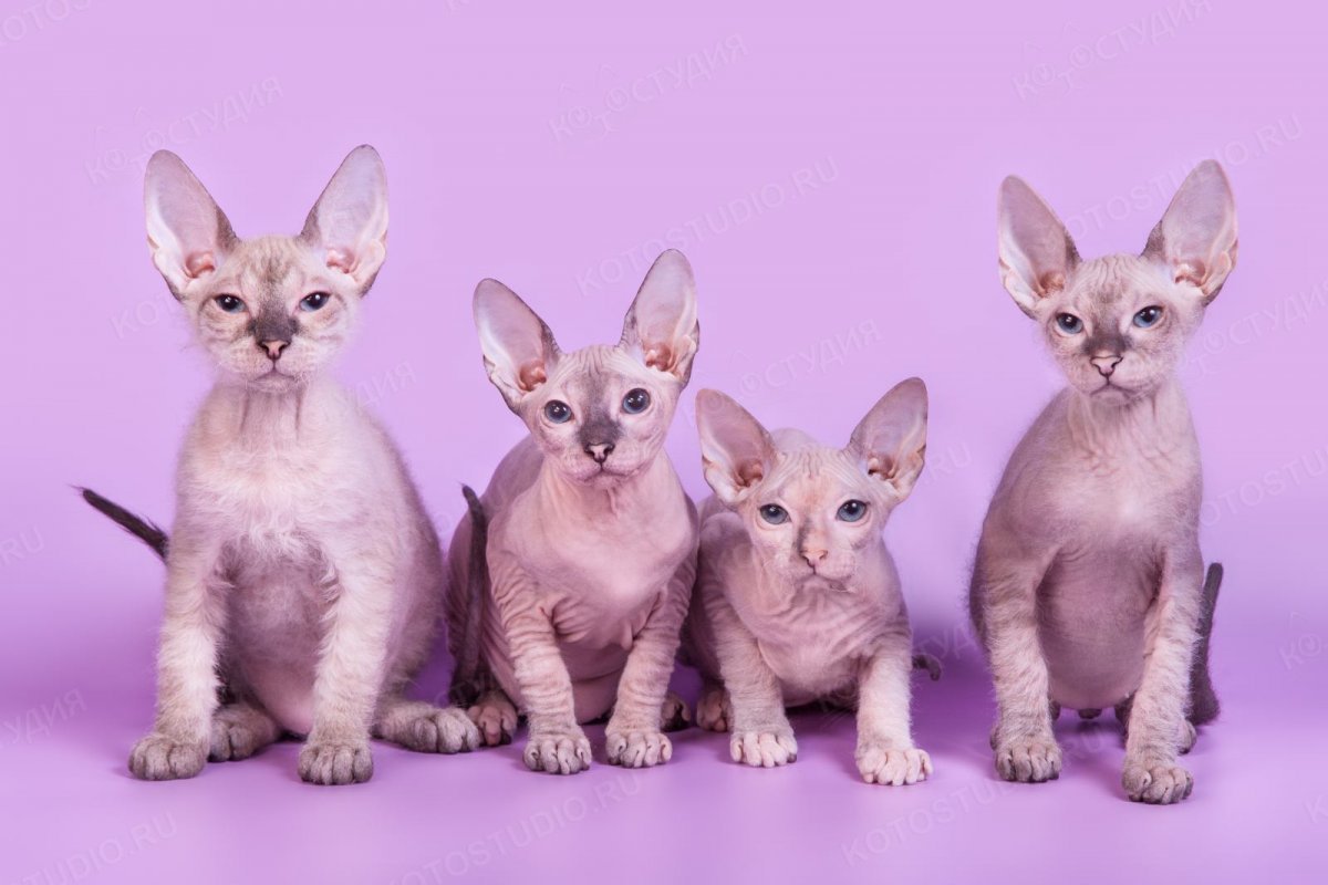 Донской сфинкс кошка