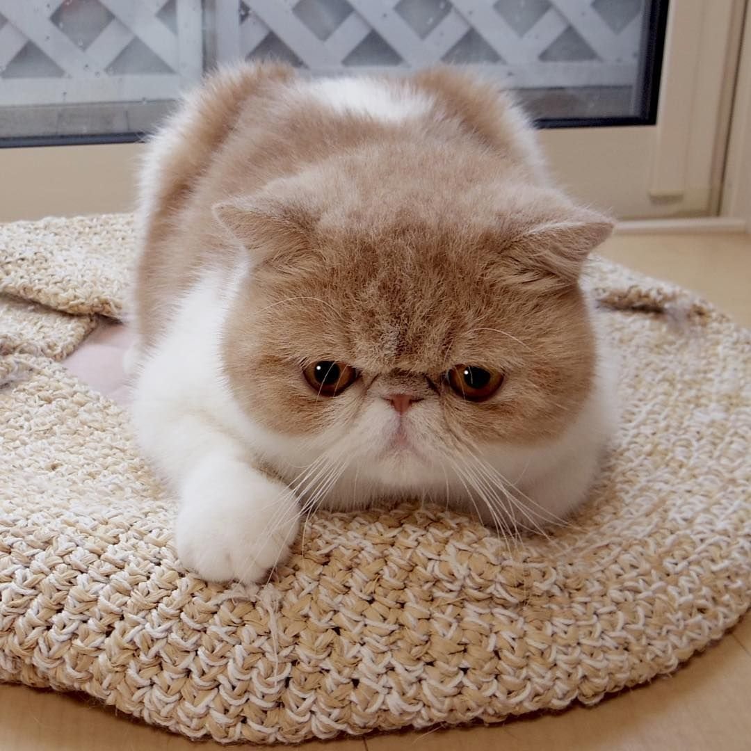 Кот экзот вислоухий