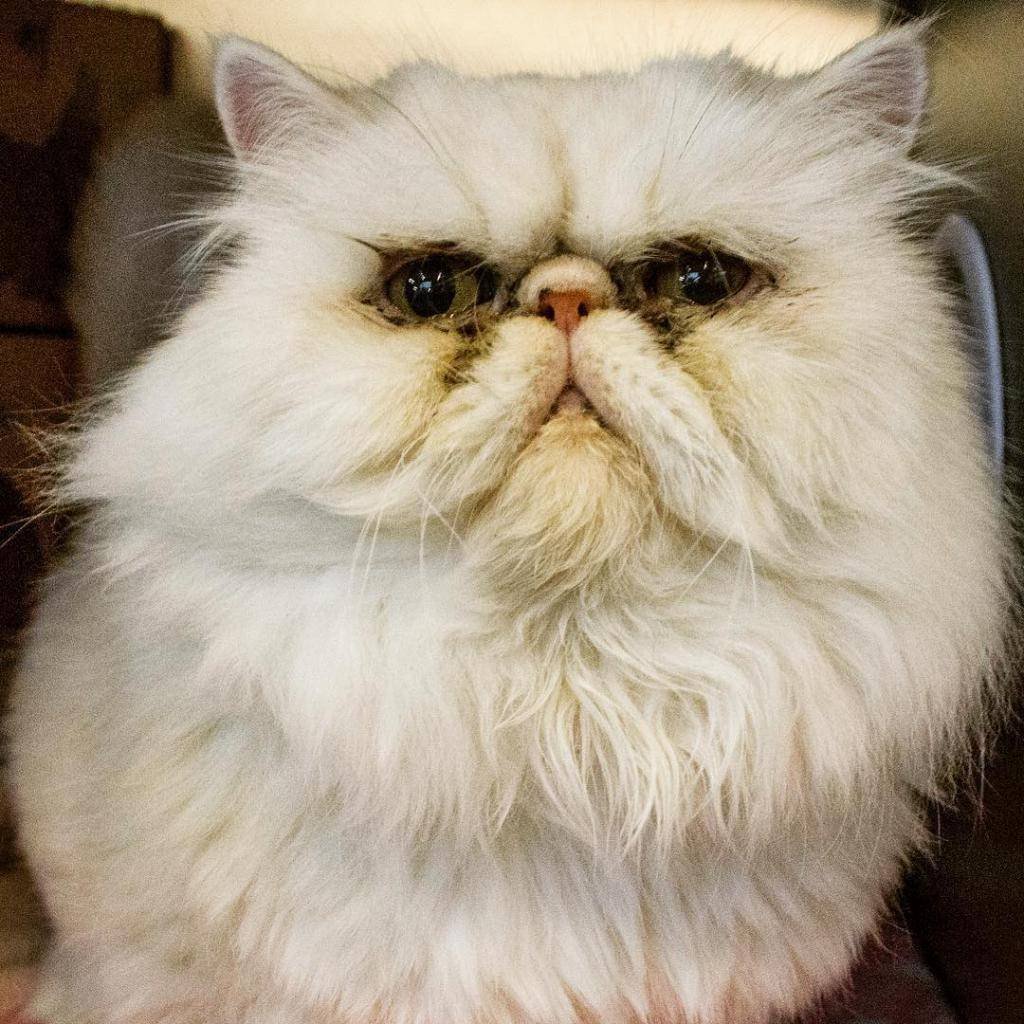 Кошки с приплюснутой мордой