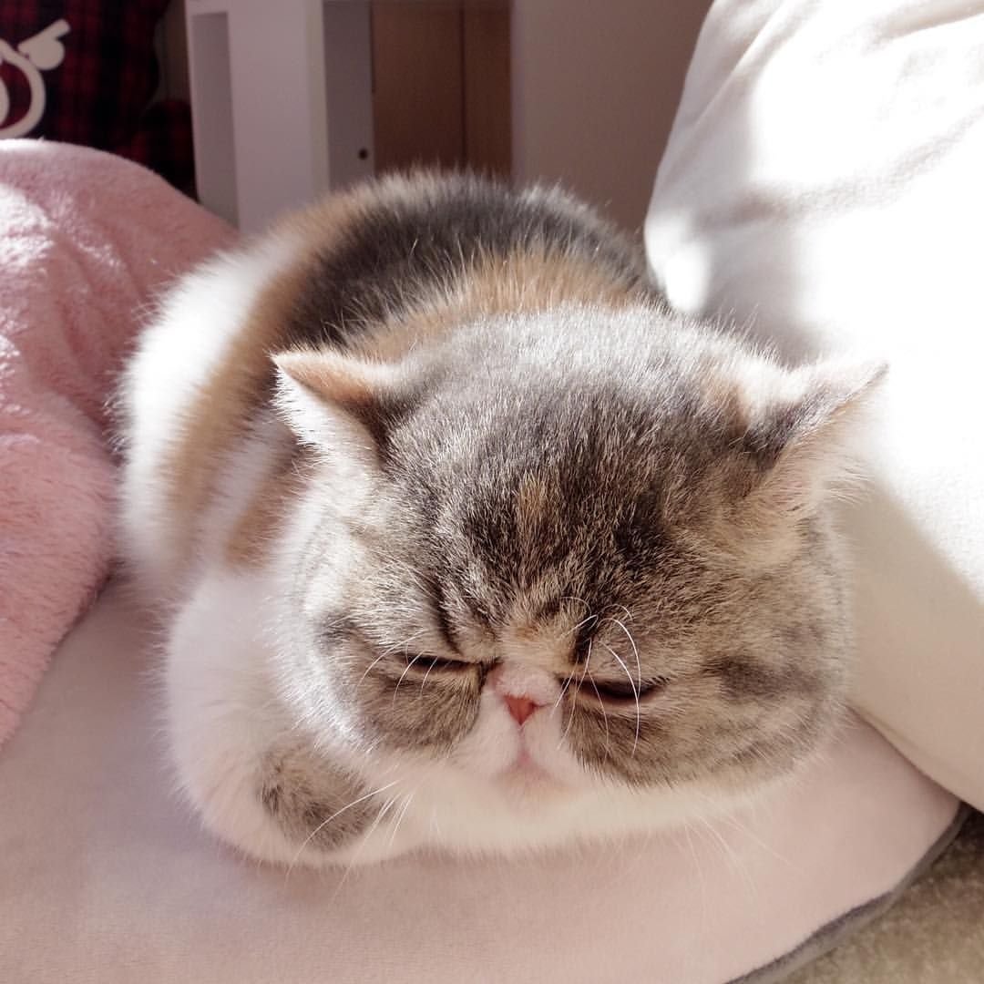 Кот экзот серый