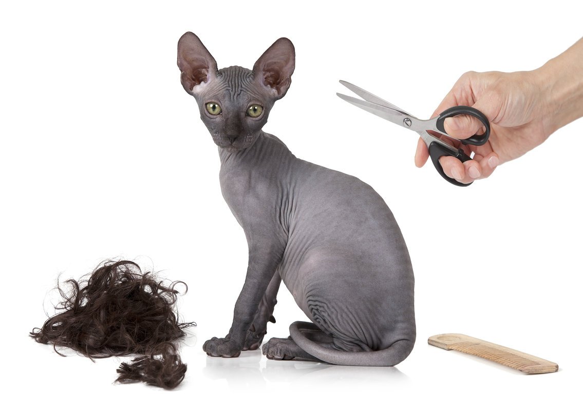 Грумер для сфинкса