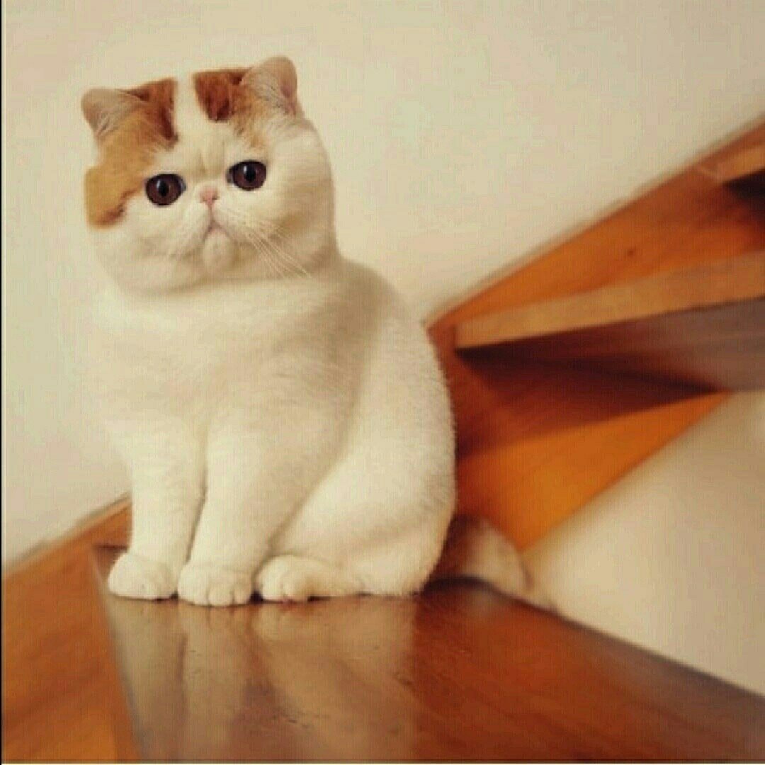 Коротколапые экзоты