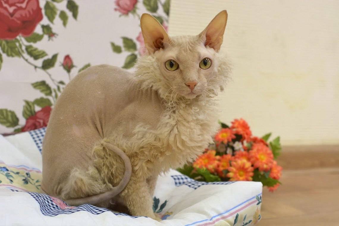 Сфинкс кошка с шерстью браш