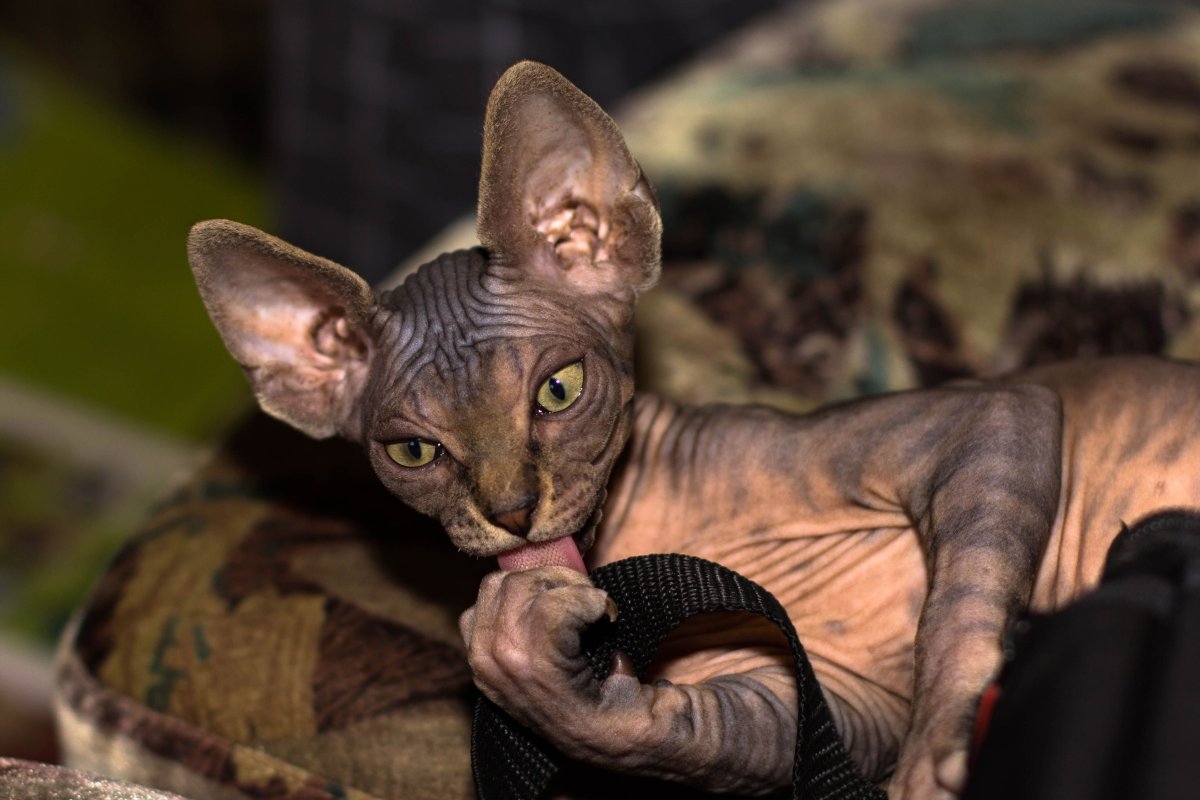 Дальневосточный сфинкс кот