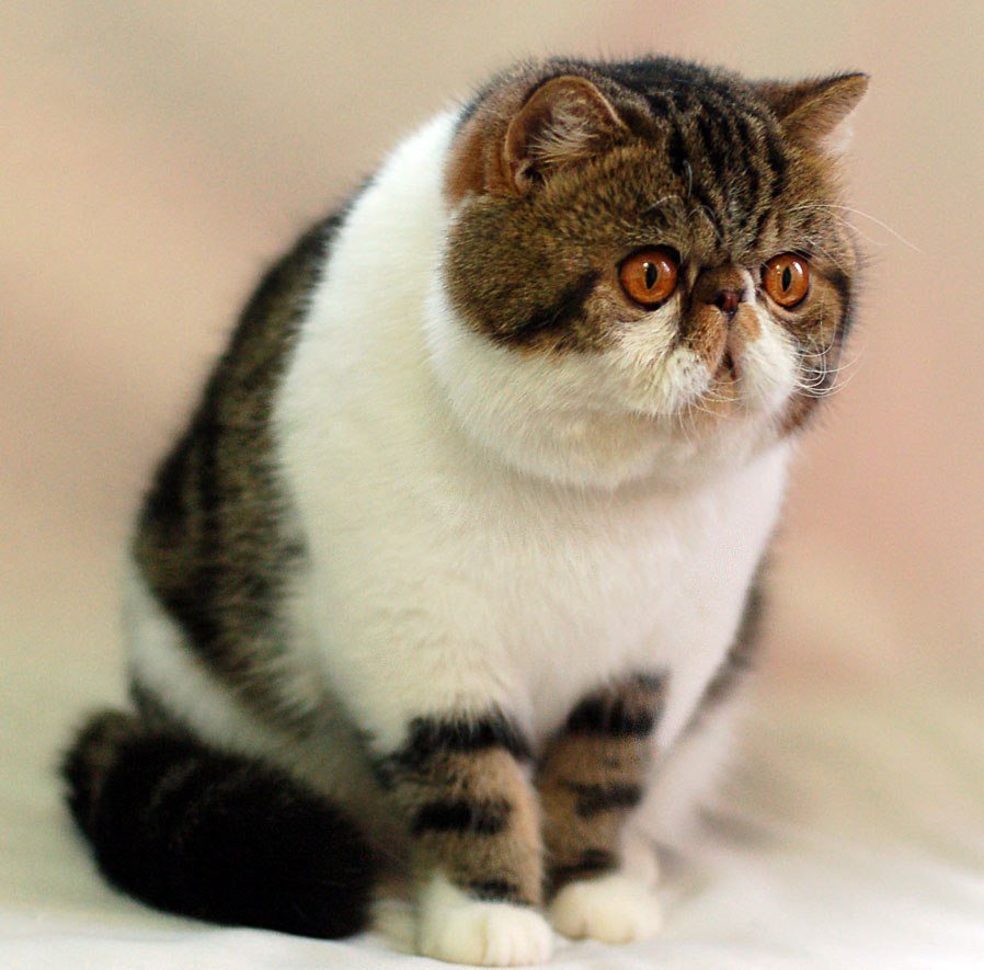 Вислоухий экзот