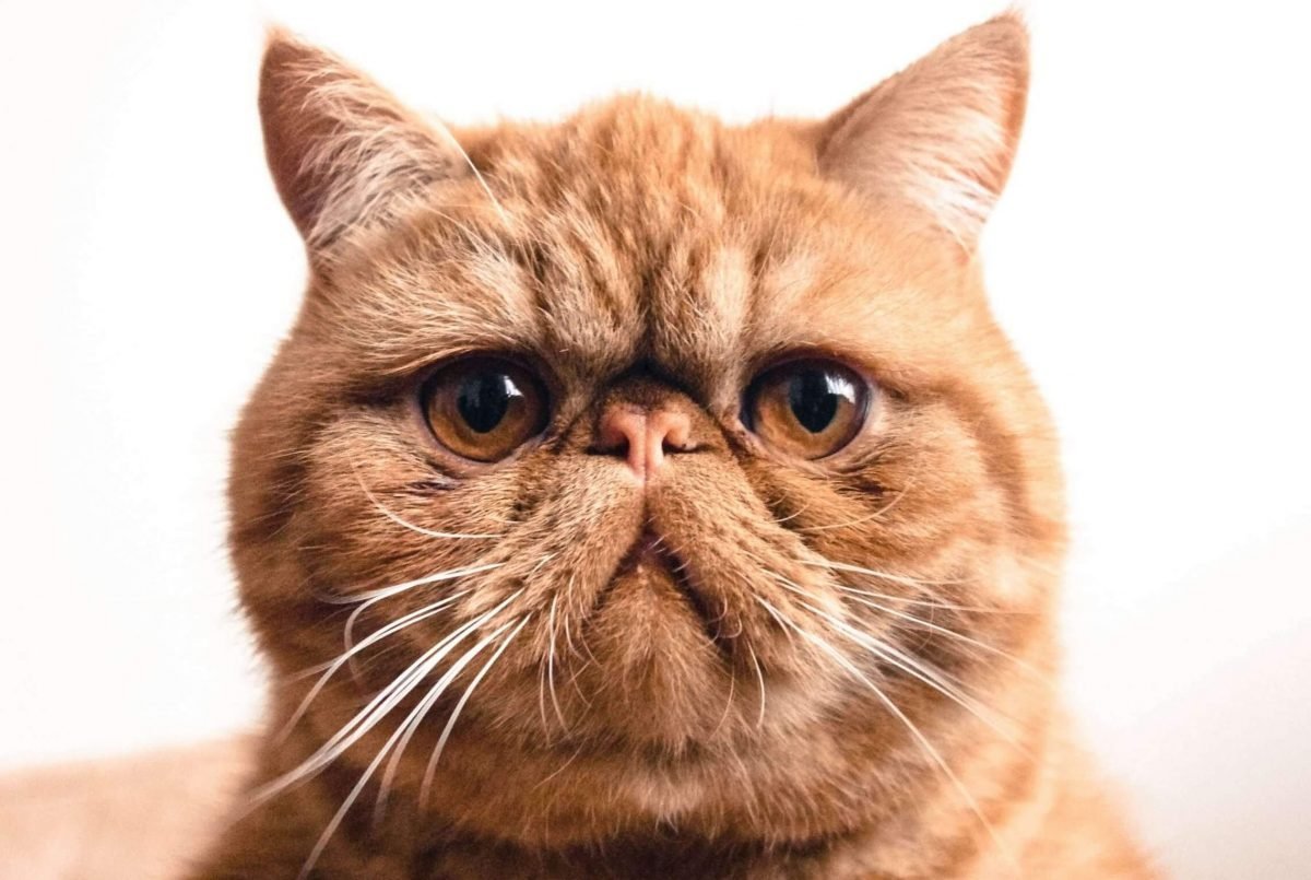 Красный табби Ван экзот