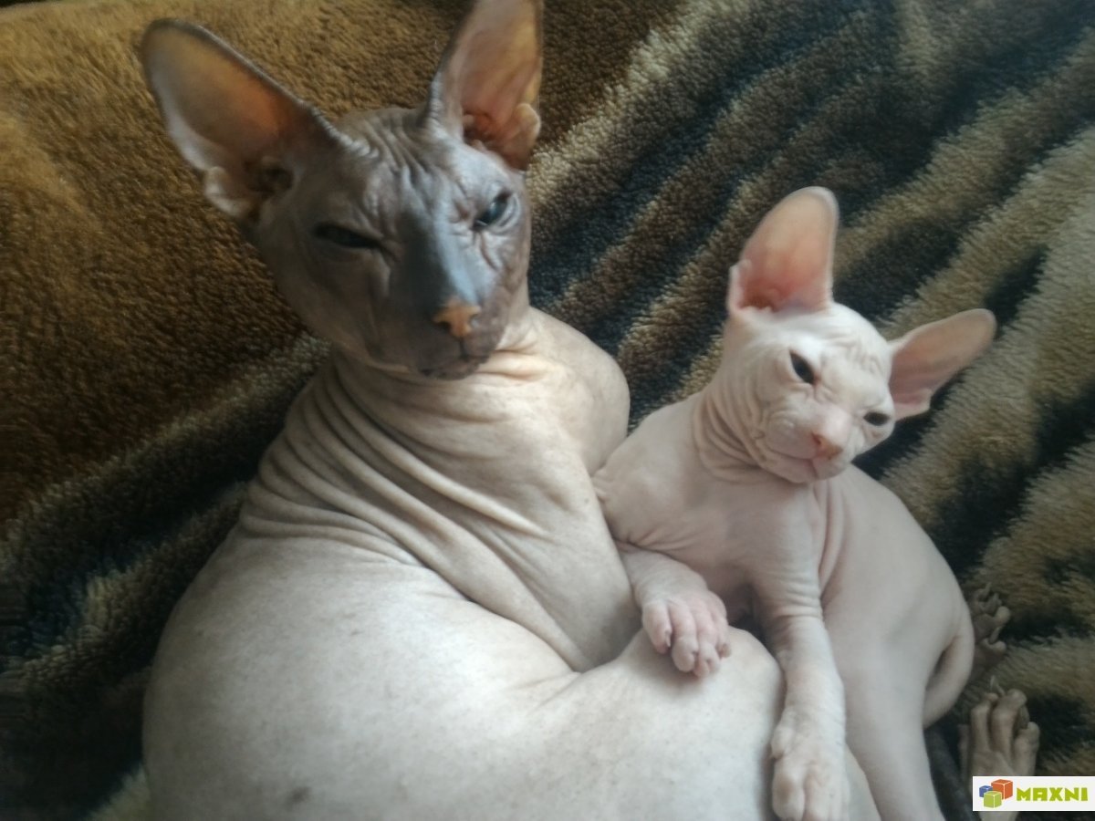 Аватарка Донского сфинкса