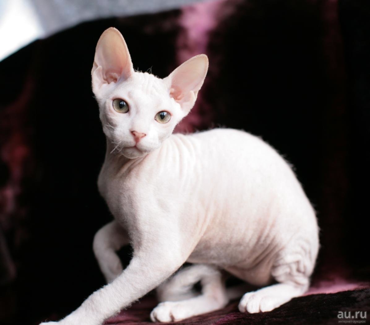 Донской сфинкс браш велюр