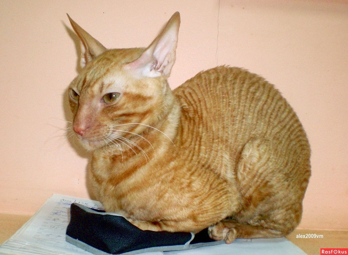 Донской сфинкс заворот век