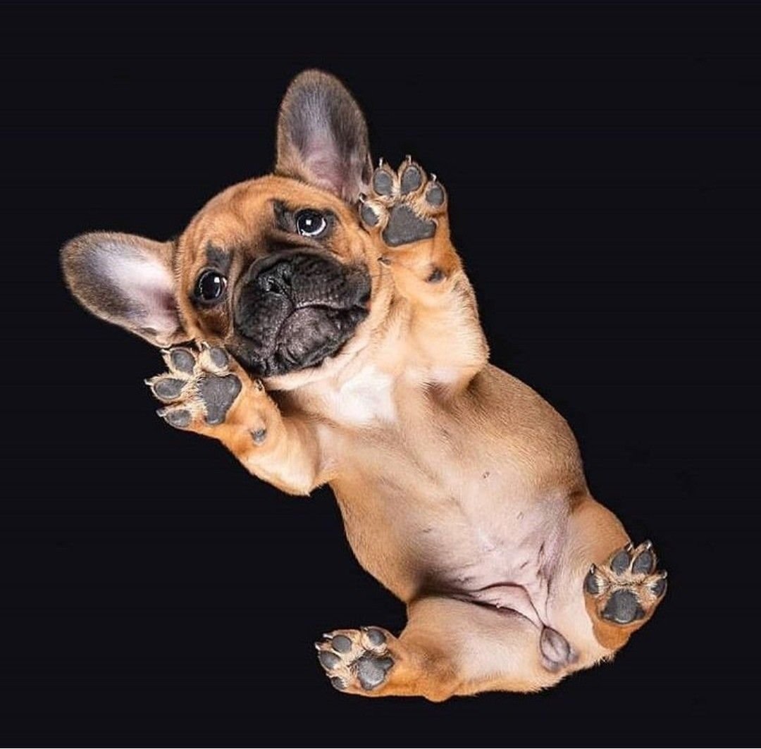 Французский бульдогальюинос