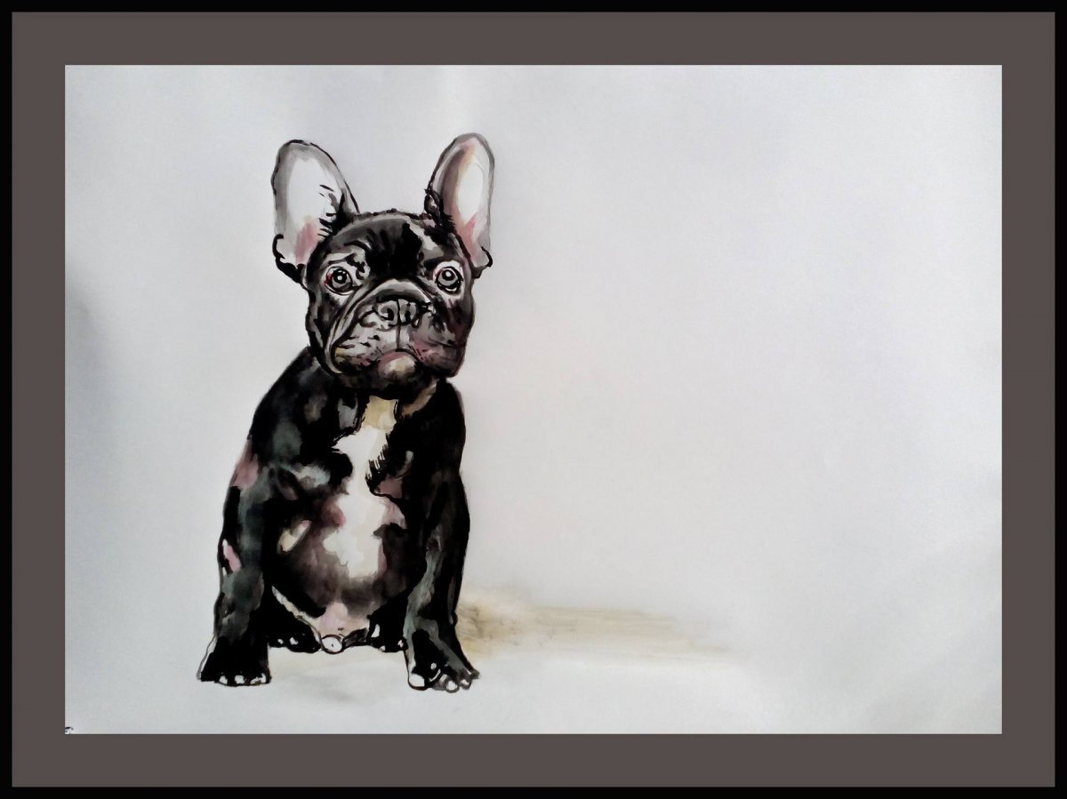 Чихуахуа длинношерстный злая