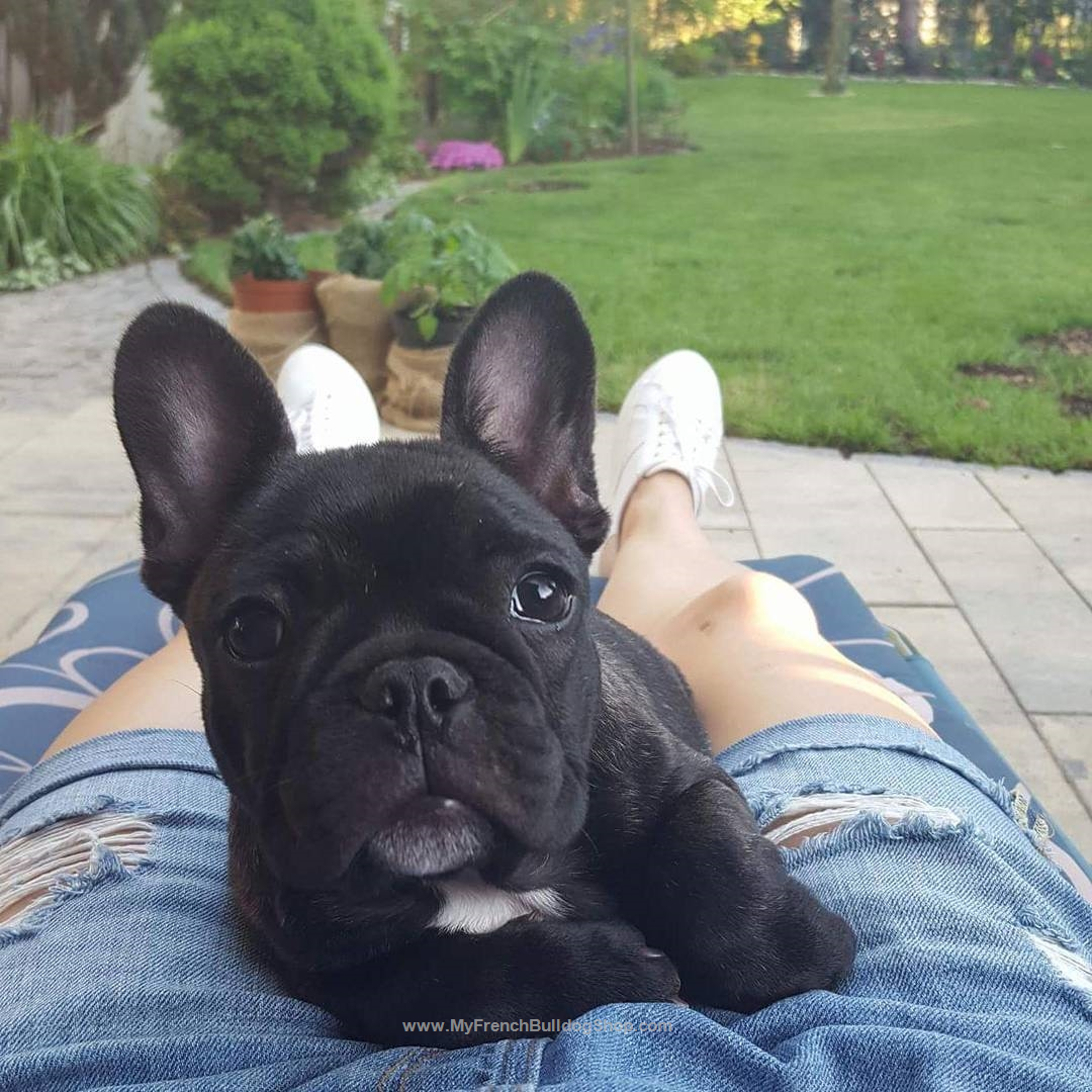 Аппликация французский бульдог