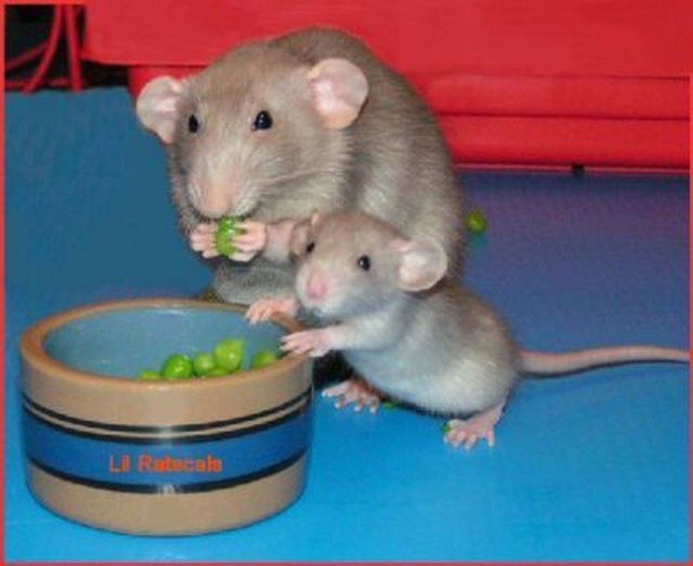 Взрослые мыши. Крысята Дамбо. Декоративная крыса Дамбо. Крыса Дамбо голубая. Крысы Дамбо взрослые голубые.