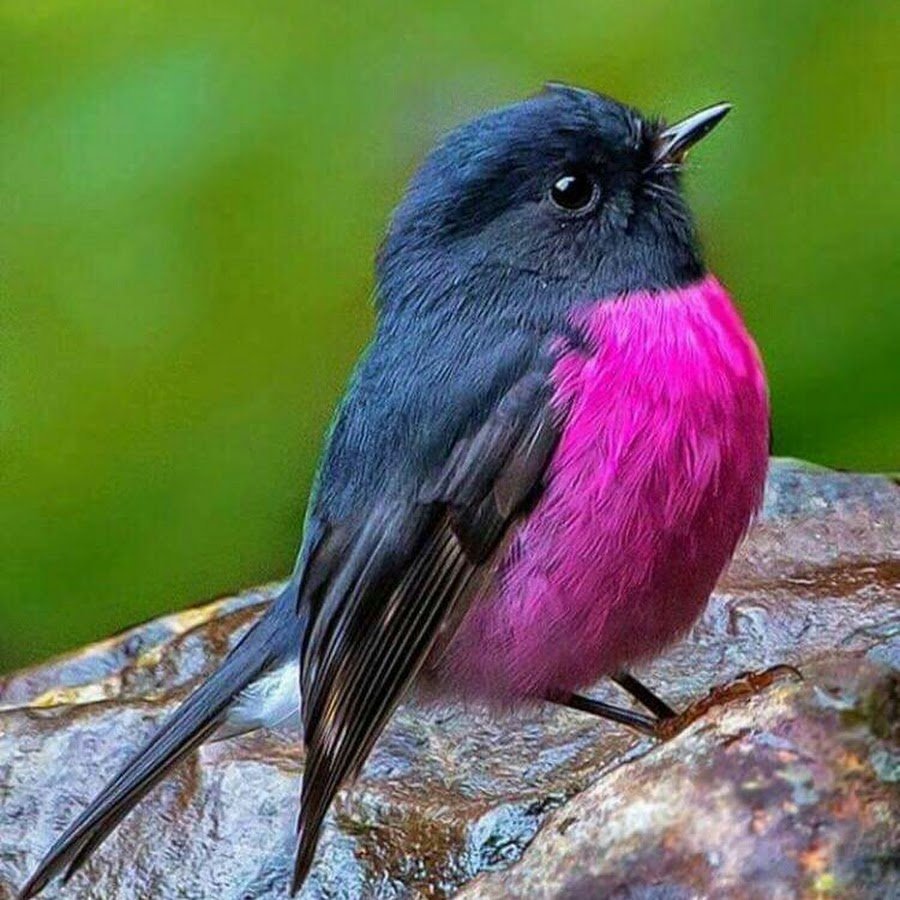 Птицы маслом