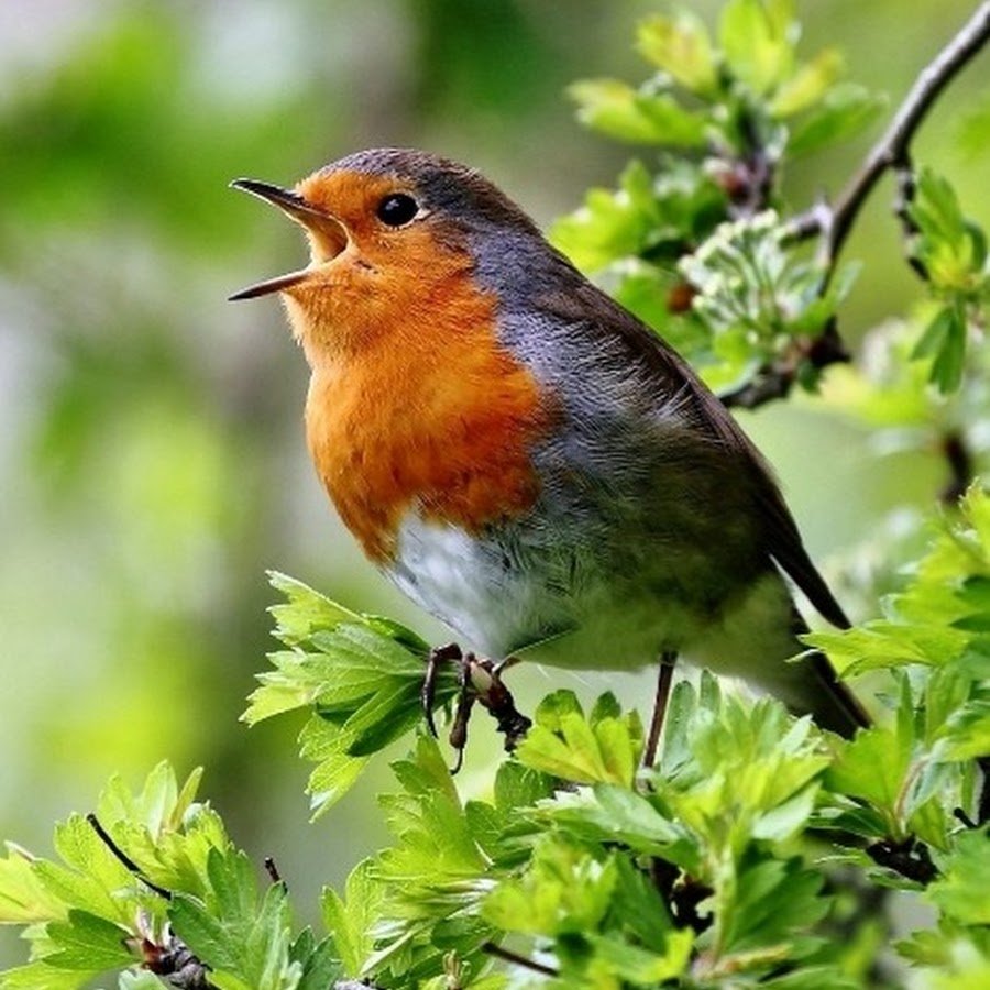 Красногрудая Зарянка