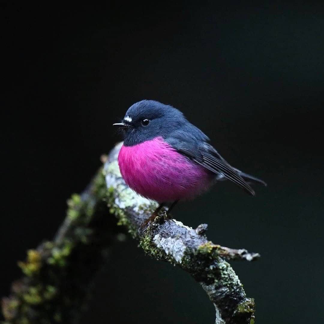 Стилизованные птички