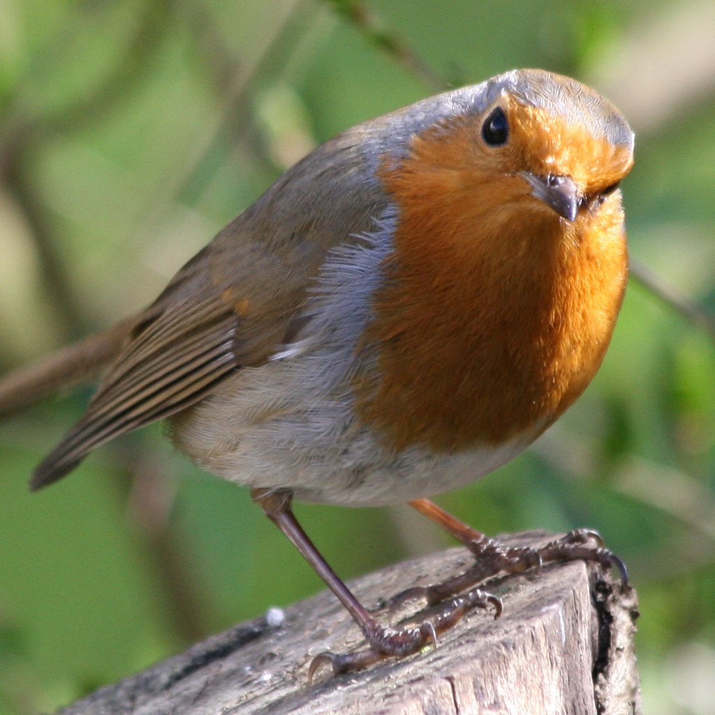 Red Robin Bird