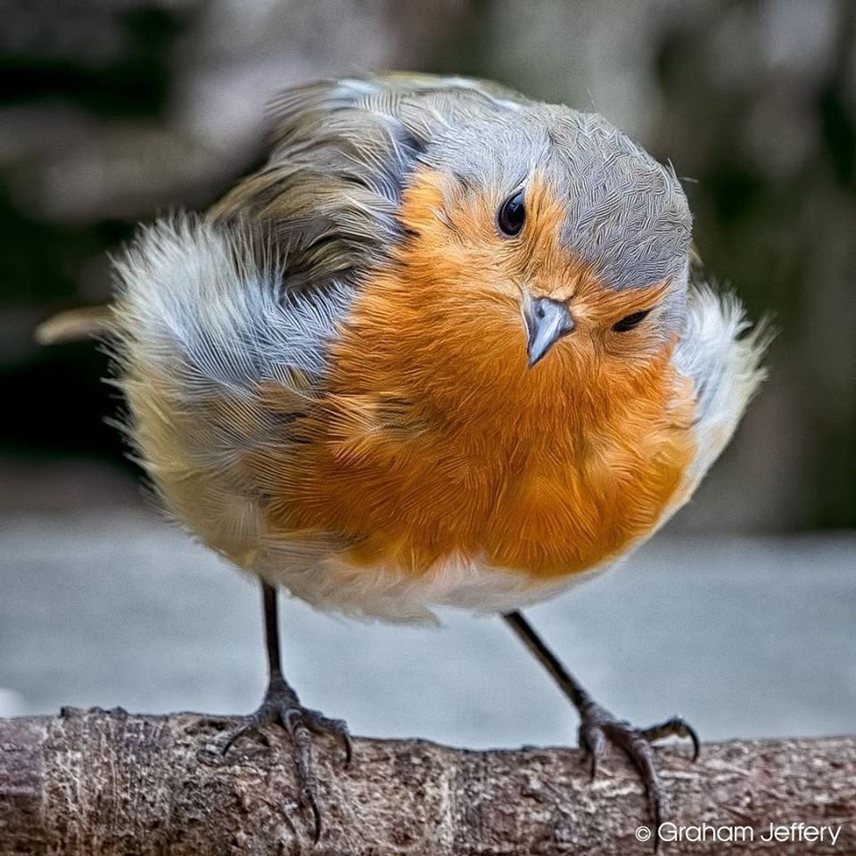 Robin animal