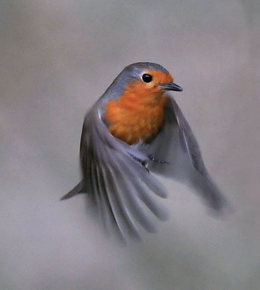 Птица Малиновка пара фото картины