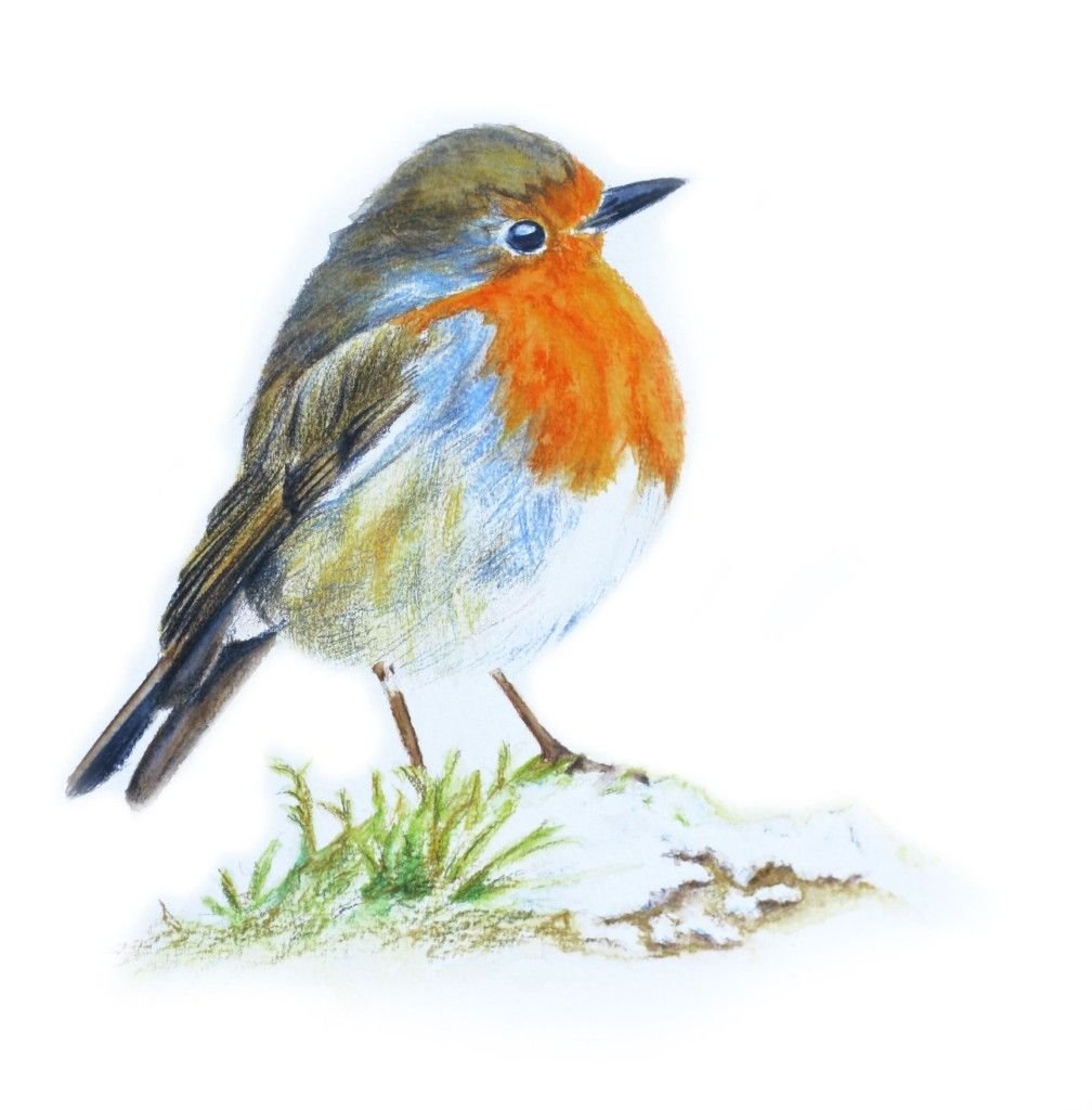 Малиновка птица на белом фоне