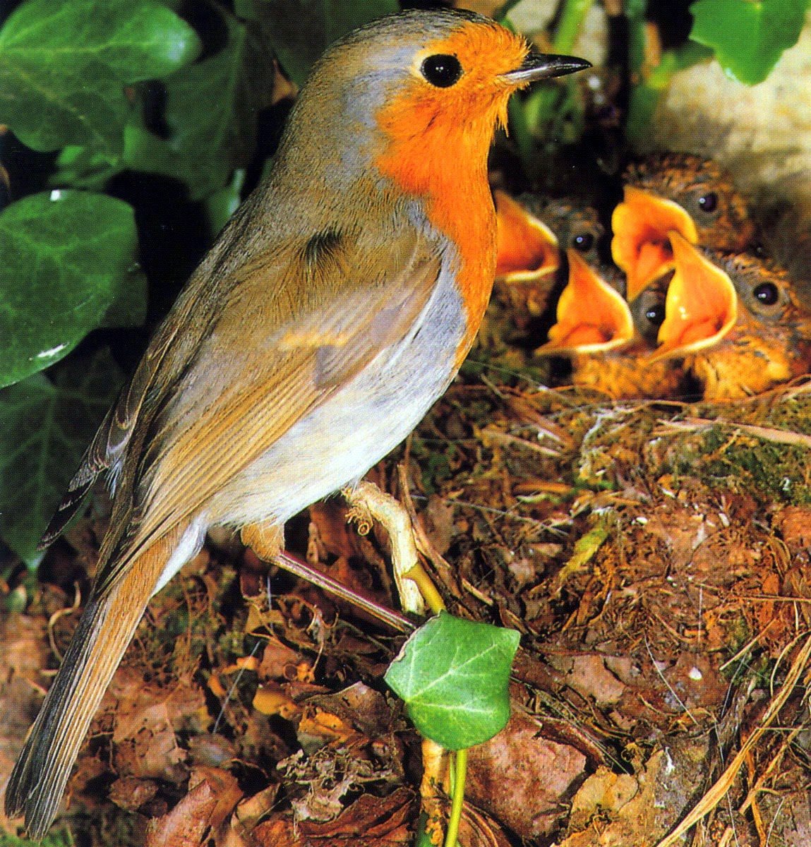 Робин -Зарянка птица