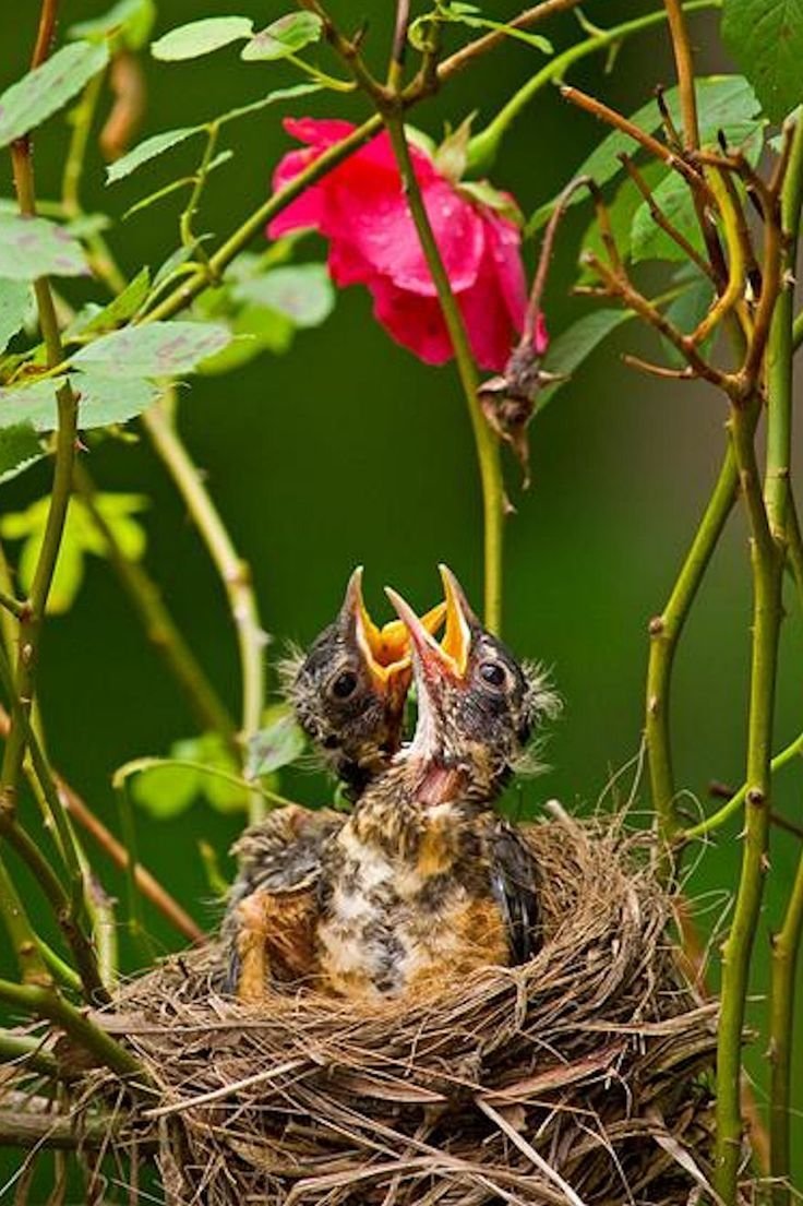 Зарянка птица