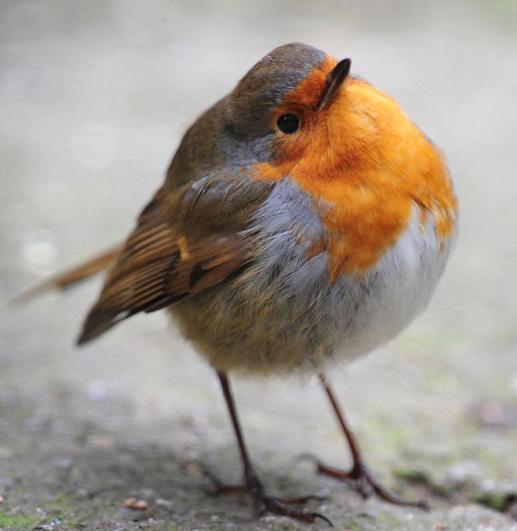 Смешные птицы