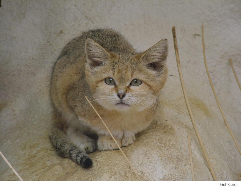 Животные пустыни барханный кот