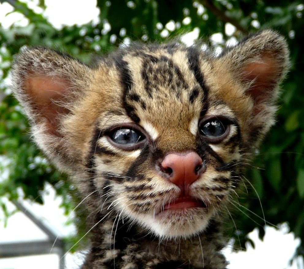 Грюм животные