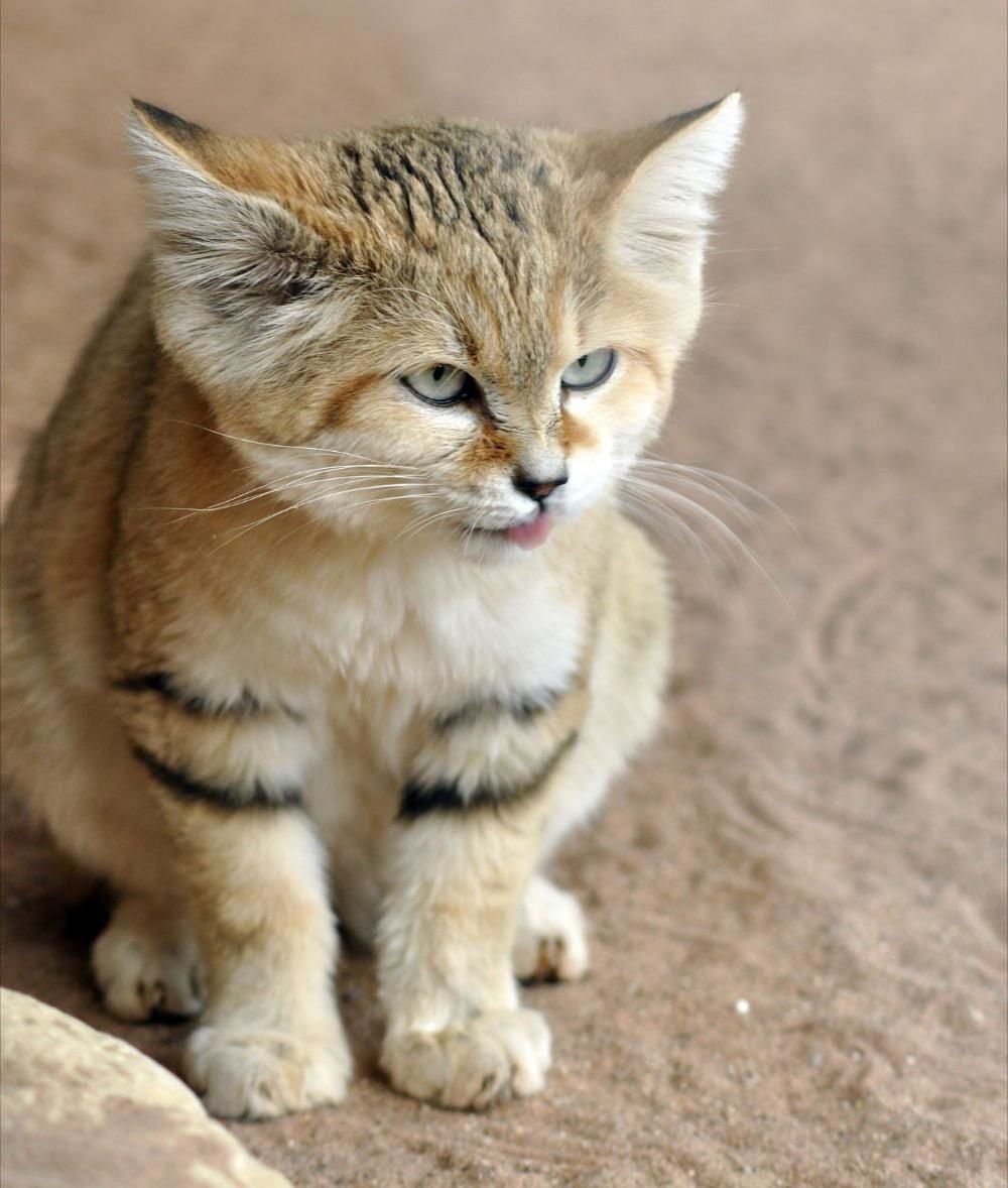 Барханный песчаный кот