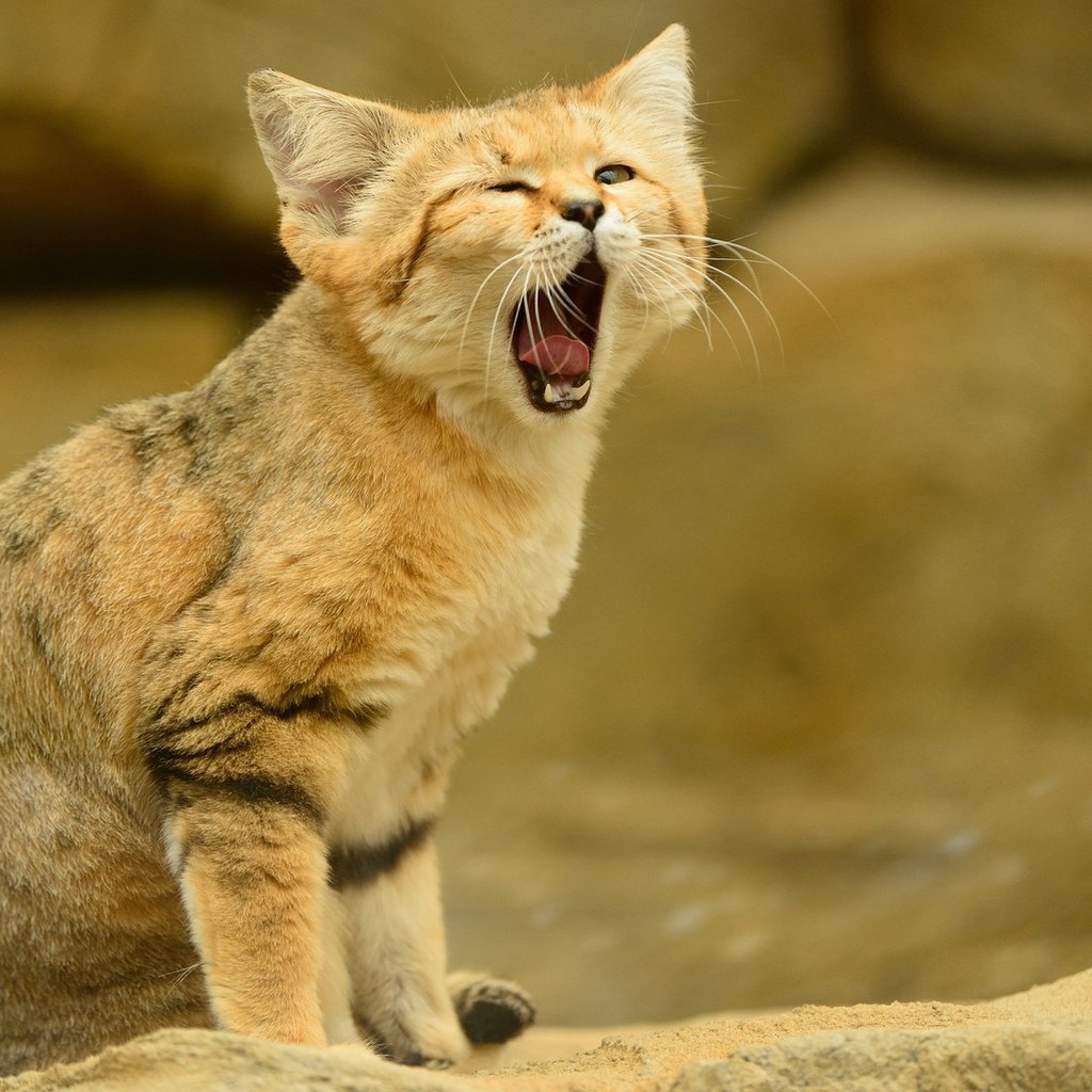 Барханный кот мягкая игрушка