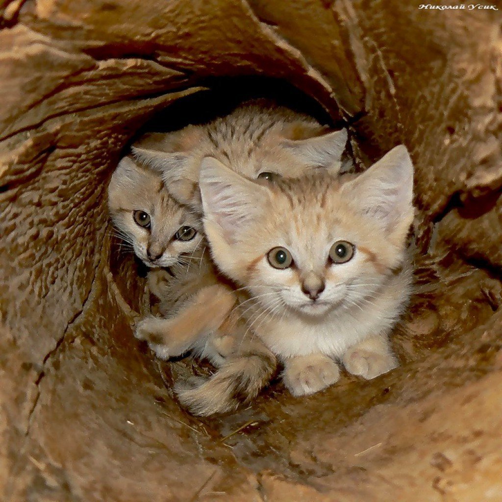 Барханная кошка котята