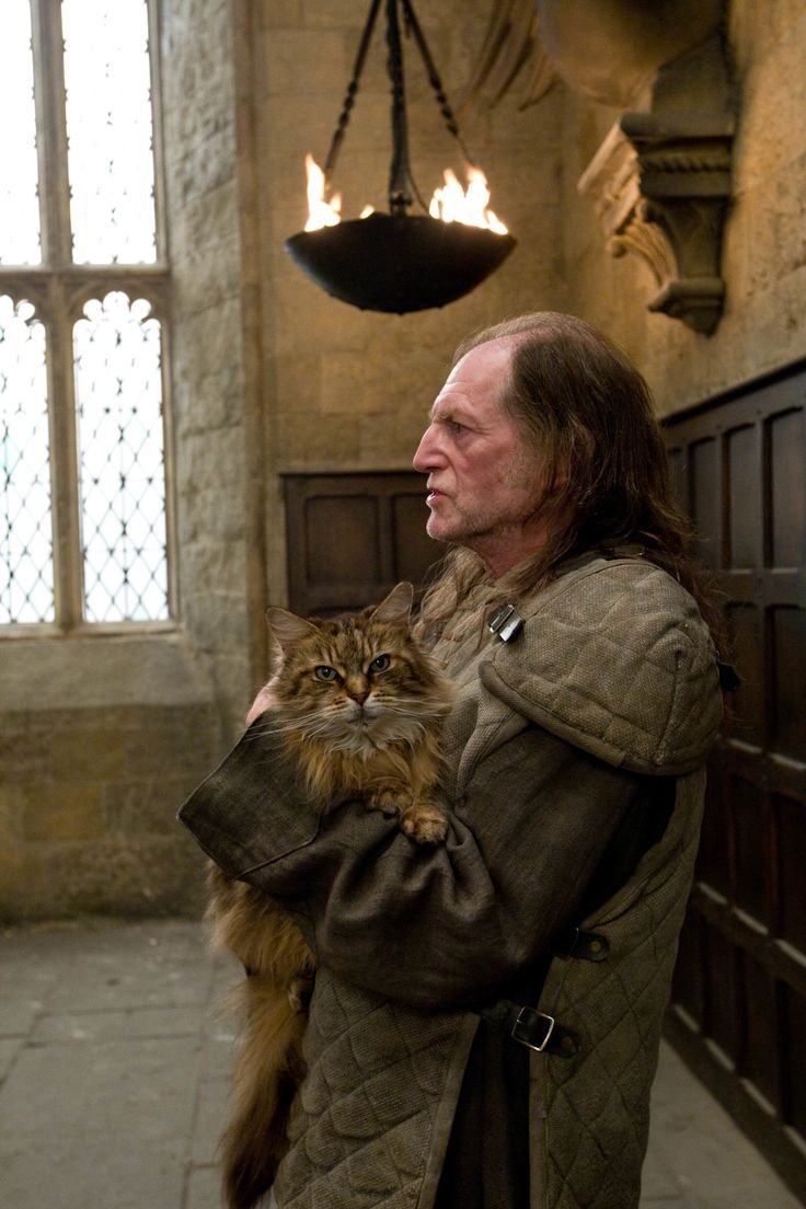 Барханная кошка (Песчаная кошка)