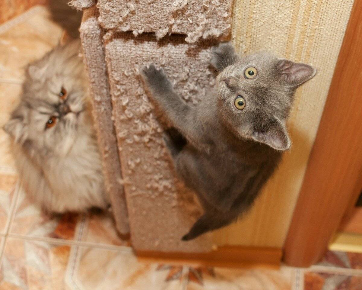 Кот дерет мебель