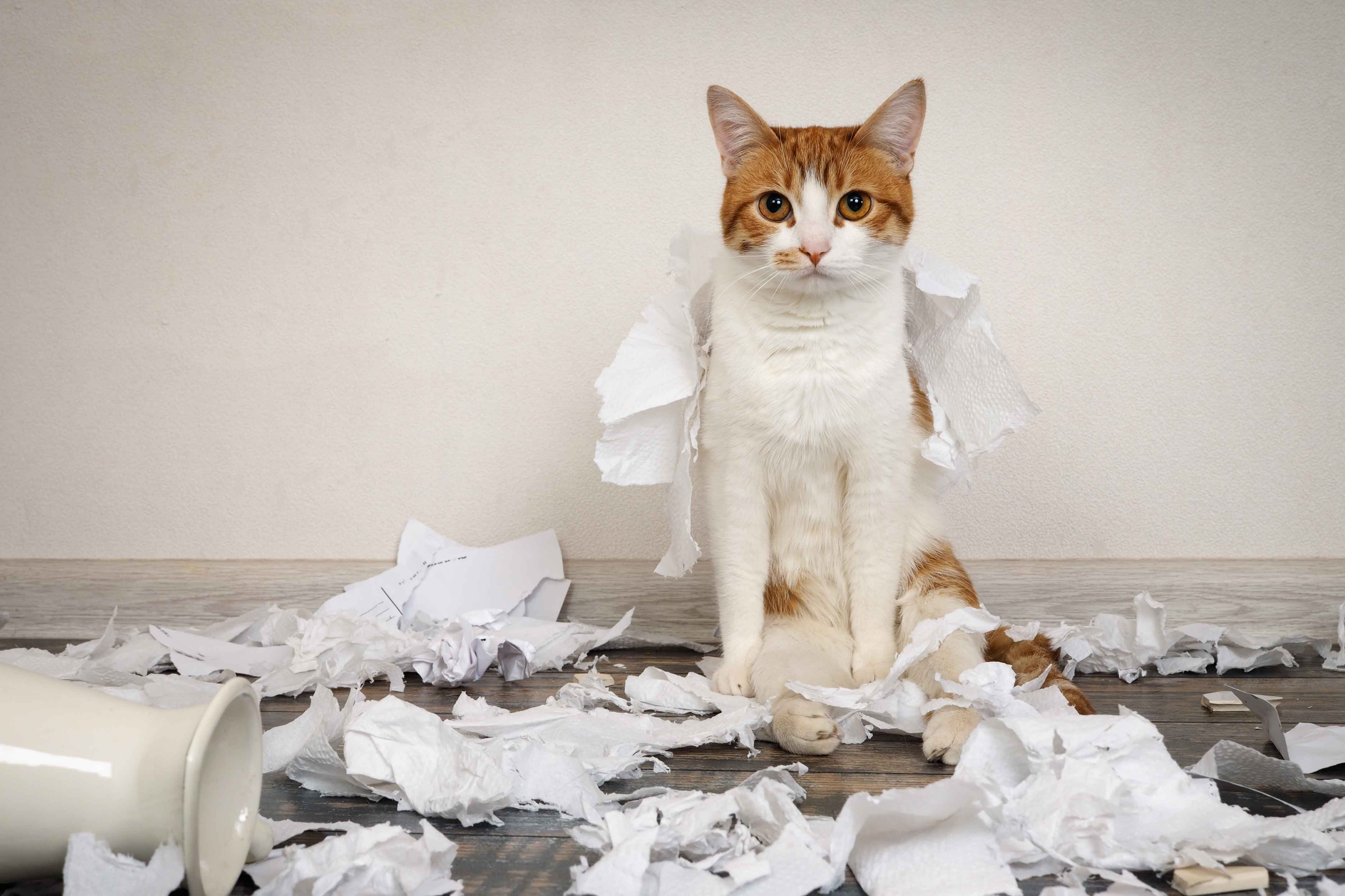 Коты портят. Кот порвал бумагу. Кошка и туалетная бумага. Кошка дерет мебель.